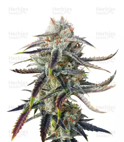 Jenny Kush regular (Rare Dankness Seeds) Cannabis-Samen