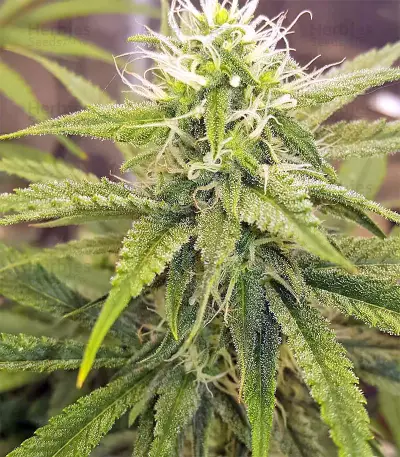 King's Banner regular (Dark Horse Genetics) Cannabis-Samen
