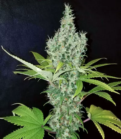 Colombia Mangobiche regular (CannaBioGen) Cannabis-Samen