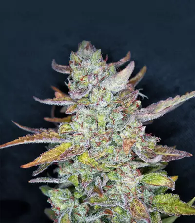 Mexican Sativa (Sensi Seeds) Cannabis-Samen