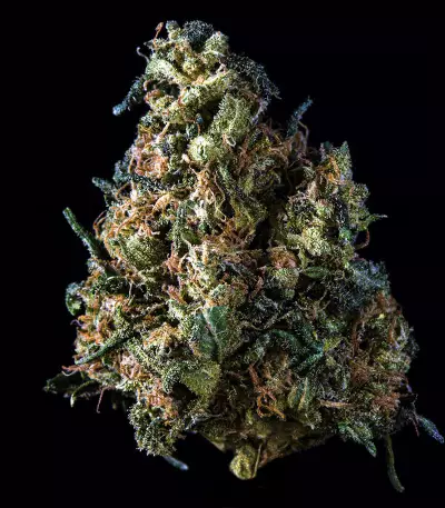 Old Dirty Biker regular (Karma Genetics) Cannabis-Samen