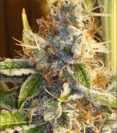 Orange Sorbet (Karma Genetics) Cannabis-Samen