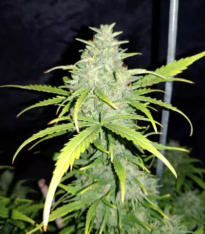 Original Auto Skunk (Fast Buds) Cannabis-Samen