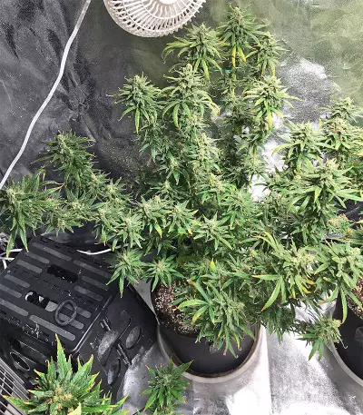 Pakistan Chitral Kush Standard (Ace Seeds) Cannabis-Samen