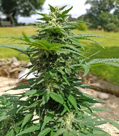 Purple Punch Autoflower (Seedstockers) Cannabis-Samen