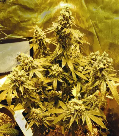 Sour Tangie (Reserva Privada) Cannabis-Samen