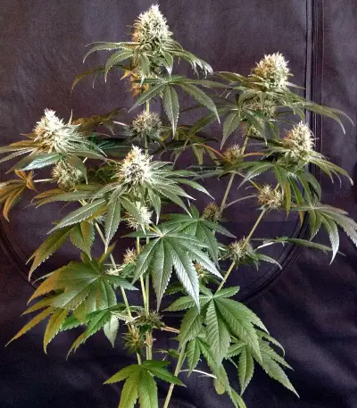 Sour Tangie (Reserva Privada) Cannabis-Samen
