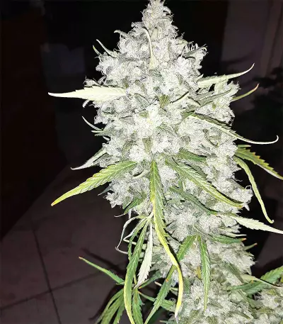 Super Auto Lemon Haze (Original Sensible Seeds) Cannabis-Samen