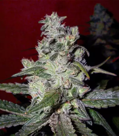 Washing Machine (Ripper Seeds) Cannabis-Samen