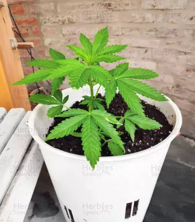 Automatic (Big Buddha Seeds) Cannabis-Samen