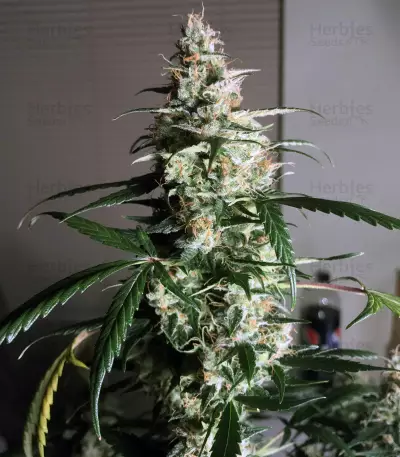 Chiesel (Big Buddha Seeds) Cannabis-Samen