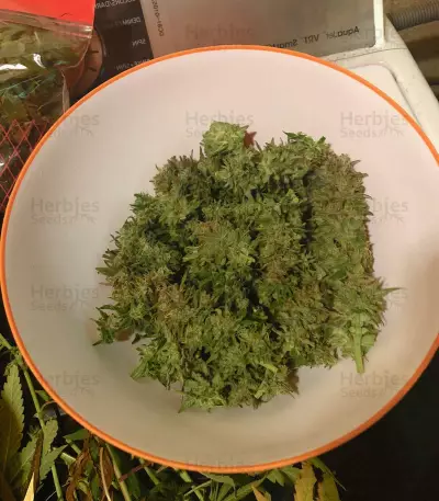 Critical Orange Punch (Dutch Passion)