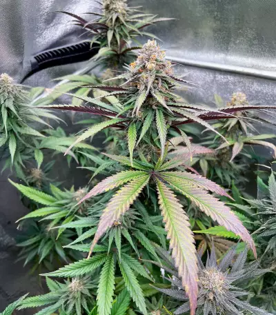Delicious Cookies Early Version feminisierte Samen (Delicious Seeds)