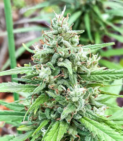 Dozy Whale feminisierte Samen (AlphaFem Seeds)
