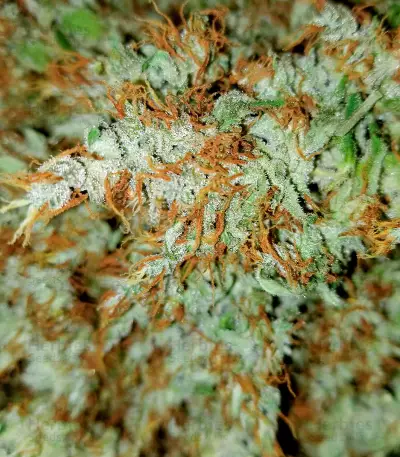 Fruit Punch Auto feminisiertes Saatgut (Heavyweight Seeds)