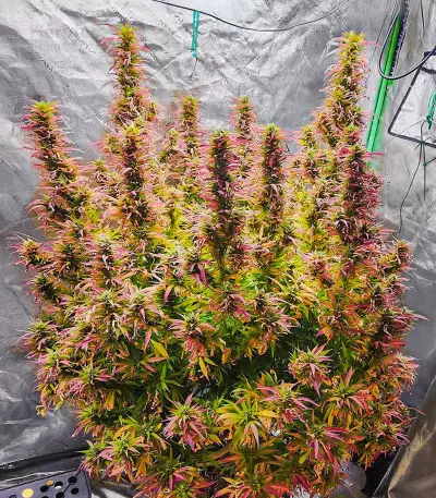 Grand Daddy Purple Fast Version feminisierte Samen (EGS)