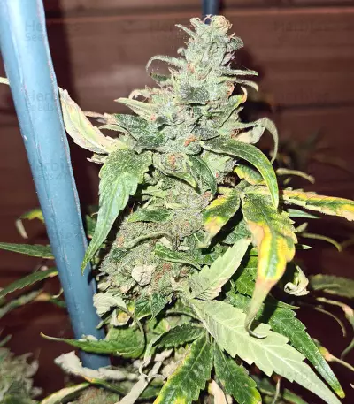 Mango Crunch regular (RQS) Cannabis-Samen