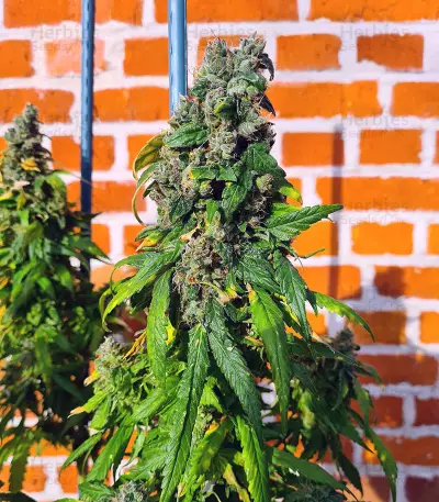 Marula Fruit regular (RQS) Cannabis-Samen