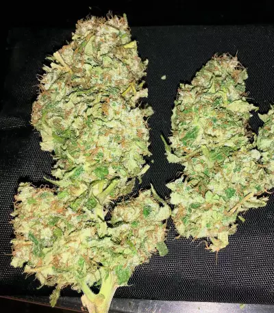 Orange Juice (Dinafem Seeds) Cannabis-Samen