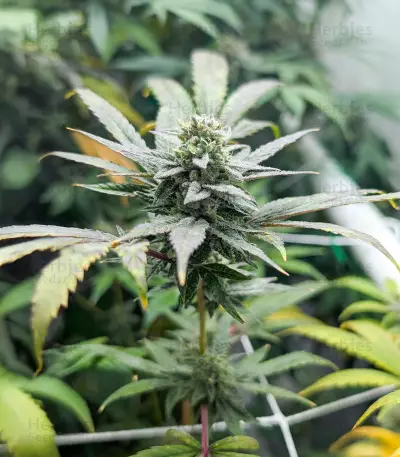 Purple Punch F1 feminisierte Samen (Seedkeepers)