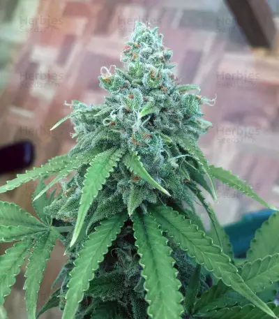 Quick Critical + (Dinafem Seeds) Cannabis-Samen