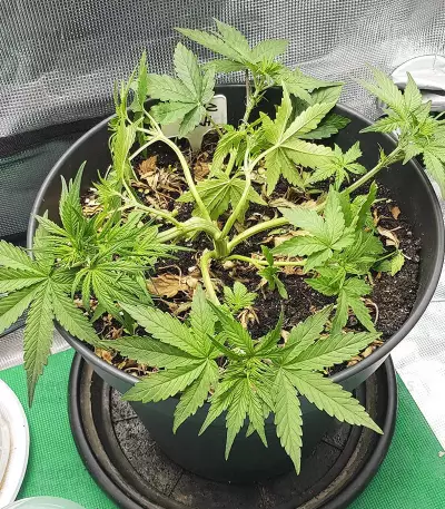 Skywalker Haze feminisierte Samen (Dutch Passion)