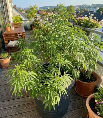 Amnesia Haze (RQS) Cannabis-Samen