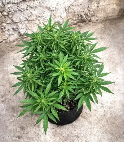 Auto Bruce Banner XXL (Advanced Seeds)
