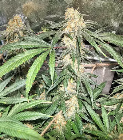 Blackberry Gum feminisierte Samen