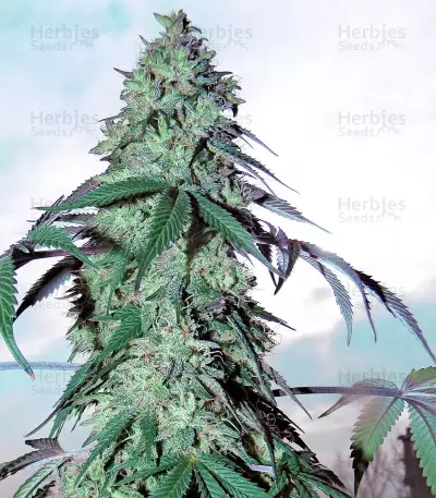 Blue Gelato 41 feminisierte Samen