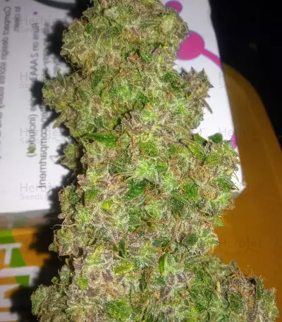 Blueberry Glue Auto (Expert Seeds) Cannabis-Samen