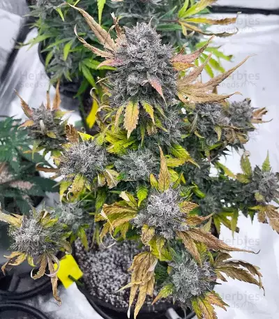 Crème De la Chem Auto (Mephisto Genetics) Cannabis-Samen