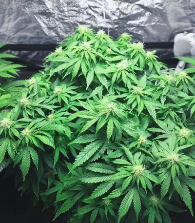 Do-Si-Dos OG (Original Sensible Seeds) Cannabis-Samen