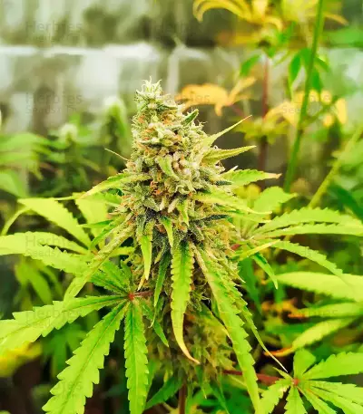 Dream Queen Autoflower feminisierte Samen (Humboldt Seed Company)