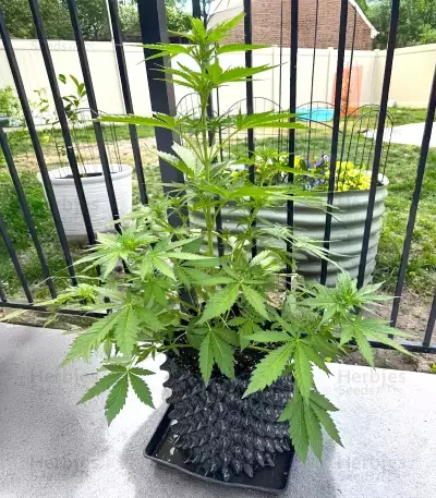 Frostbanger Auto feminisierte Samen (Fast Buds)