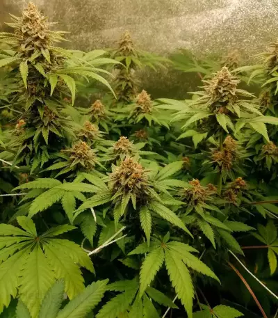 GG#4 Original Glue (Seedstockers) Cannabis-Samen