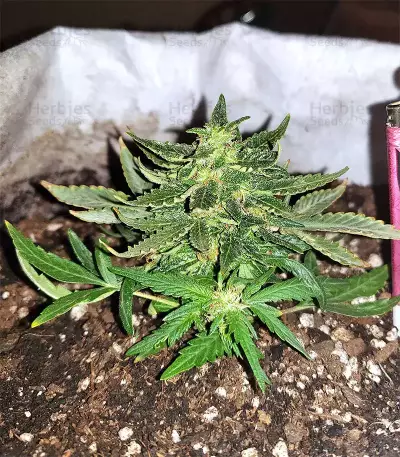 Gorilla Auto (GG#4 Original Glue Auto) (Expert Seeds) Cannabis-Samen