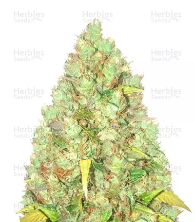 Indica Mix Samen feminisiert (Herbies Seeds)
