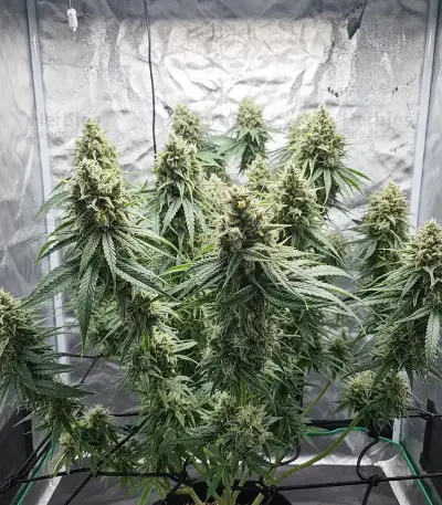 Lemon Mandarin feminisierte Samen (Fast Buds)