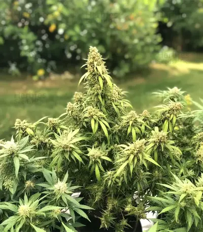 OG Critical (Emerald Triangle Seeds) Cannabis-Samen