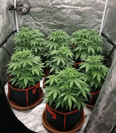 Oreoz (00 Seeds)