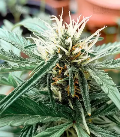 SkullRyder Auto (Blackskull Seeds) Cannabis-Samen