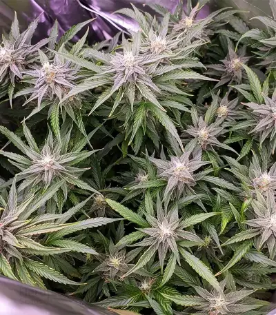 Solomatic Auto CBD (RQS) Cannabis-Samen
