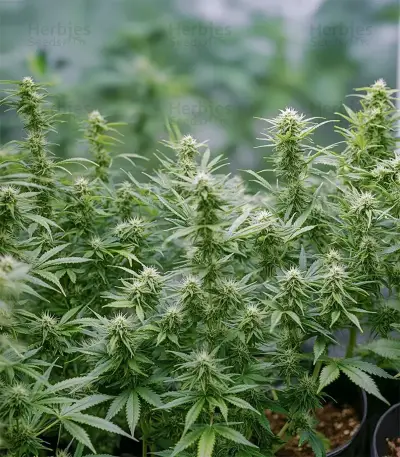 Some Sweet (Medical Seeds) Cannabis-Samen