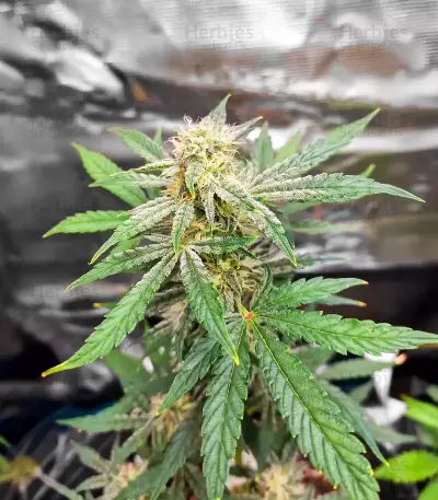 Sour Apple Autoflower feminisierte Samen (Humboldt Seed Company)