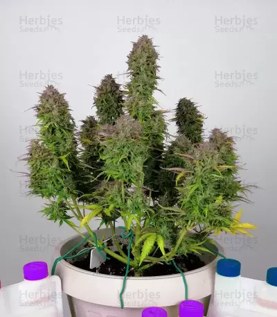 THC Bomb Auto (Bomb Seeds) Cannabis-Samen