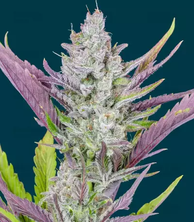Wedding Glue Auto feminisierte Samen (Fast Buds)