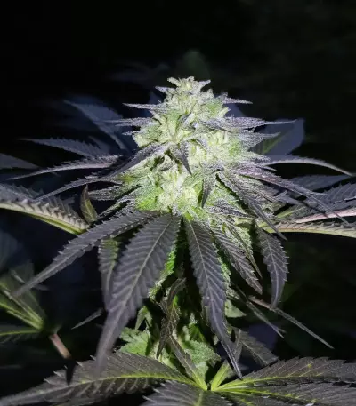 Sugar Breath (Humboldt Seeds Organization) Cannabis-Samen