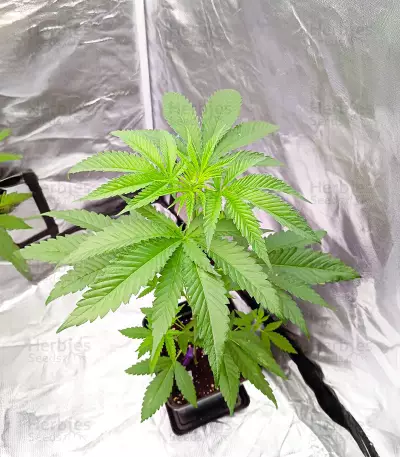Sunday Punch feminisierte Samen (Delicious Seeds)
