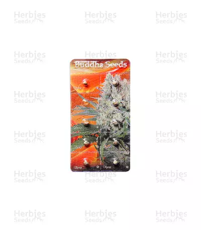 Buddha Syrup Auto (Buddha Seeds) Cannabis-Samen